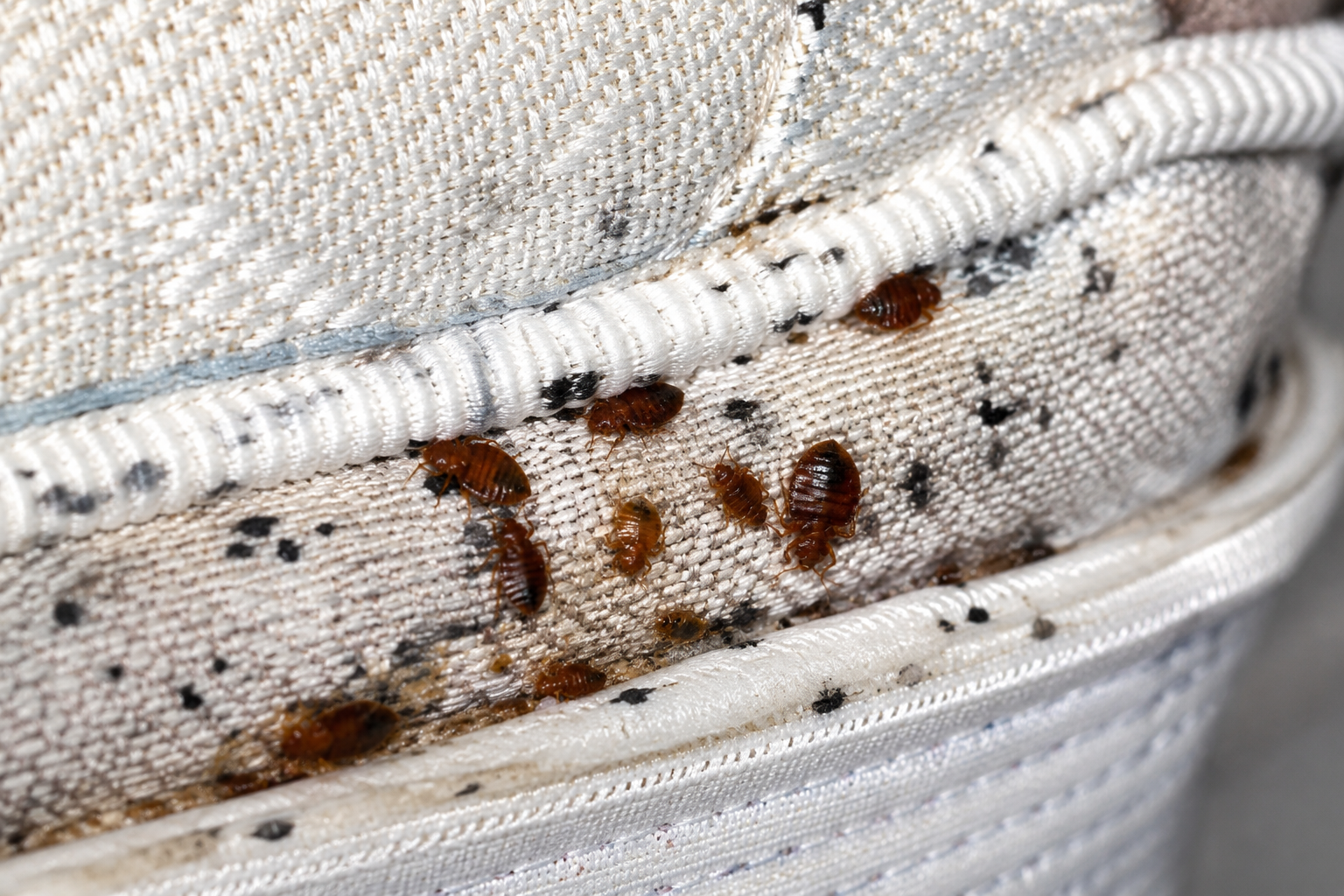 Close-up of bed bugs hiding in a mattress seam — a common find in Newcastle upon Tyne properties