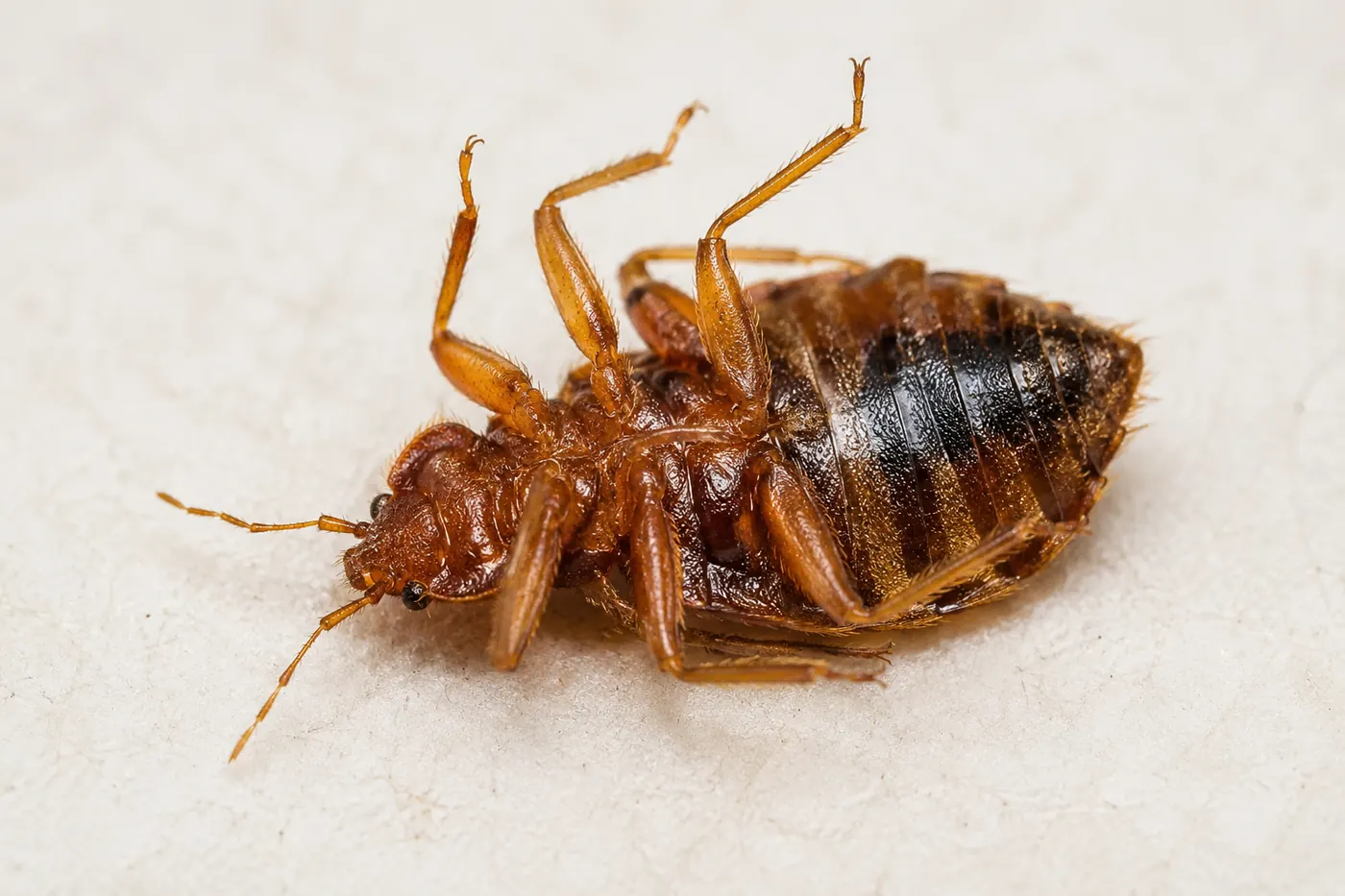 Dead bed bug close-up after professional heat treatment