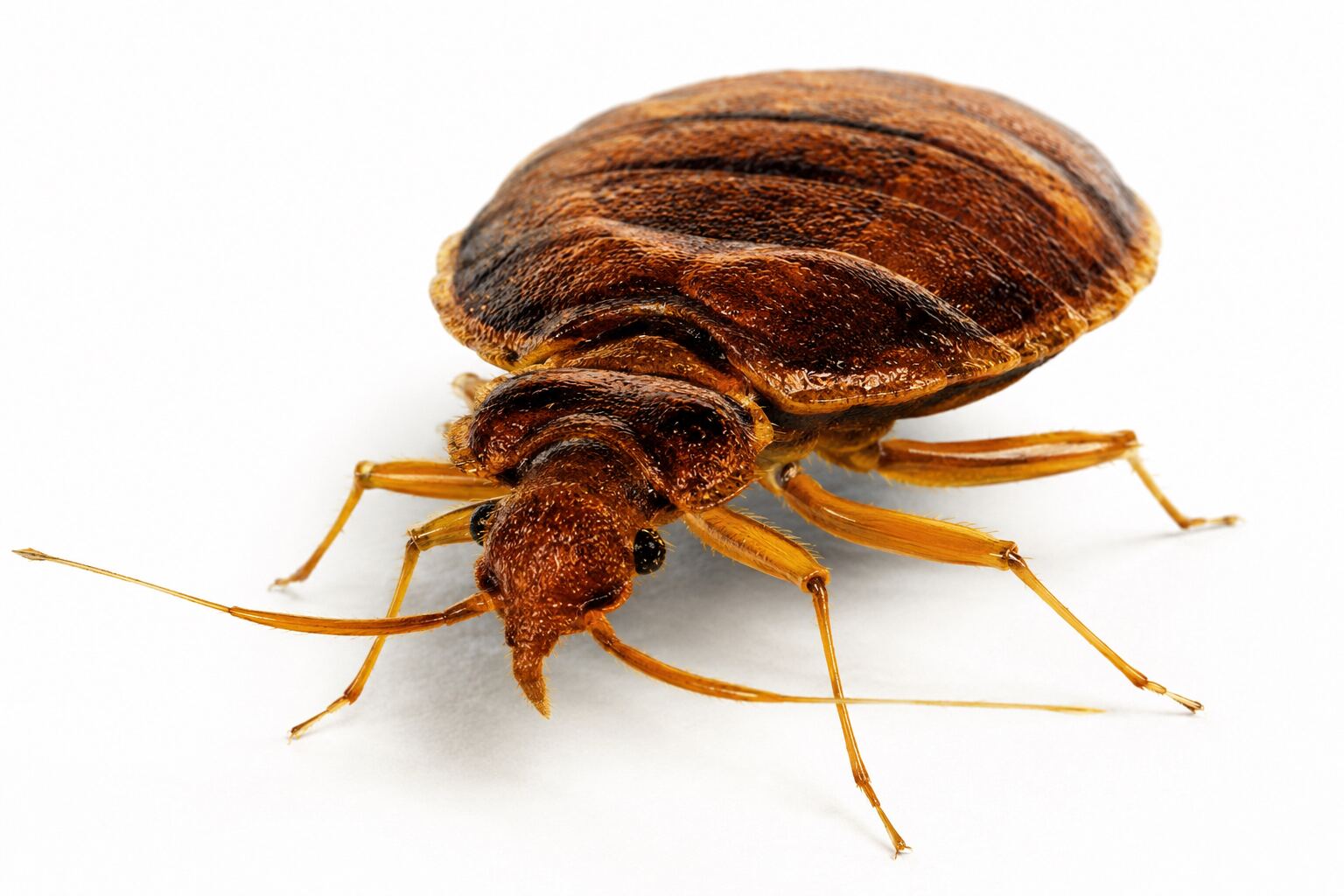 Professional bed bug heat treatment in a Burghfield Common RG7 bedroom
